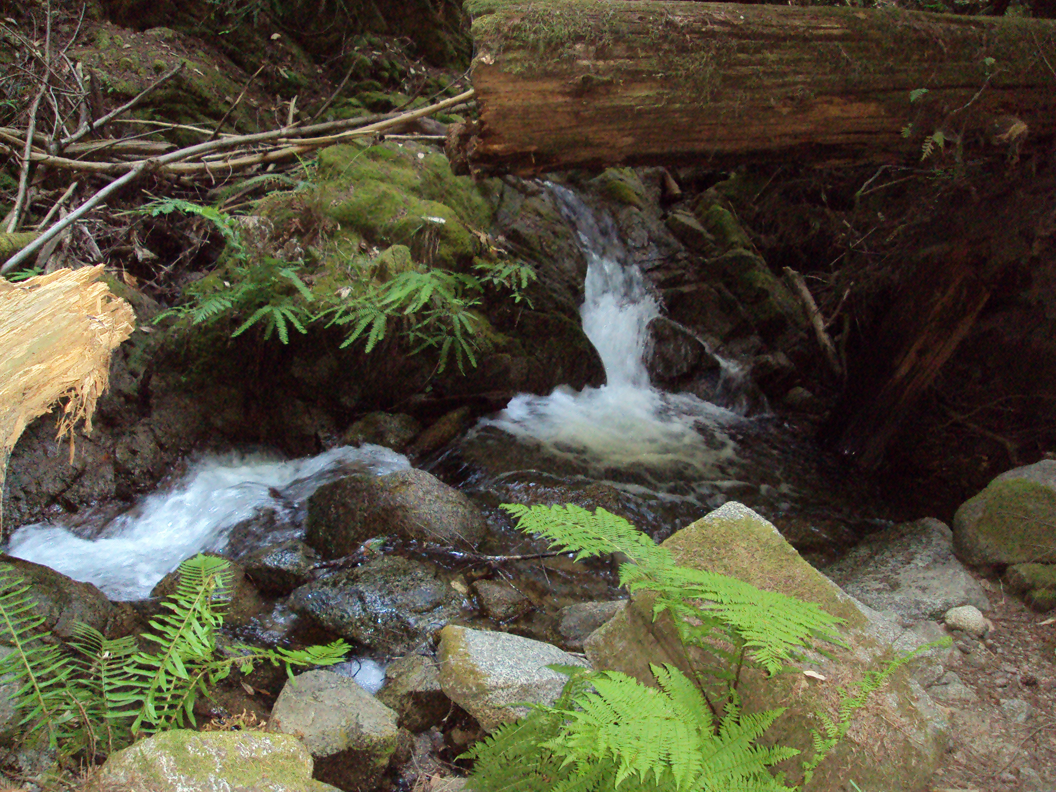 Fall Creek Trail Santa Cruz